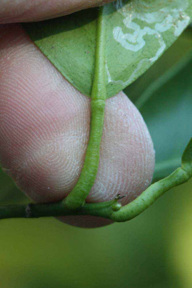            Petiole (Jaffa, Riverside, CA)   